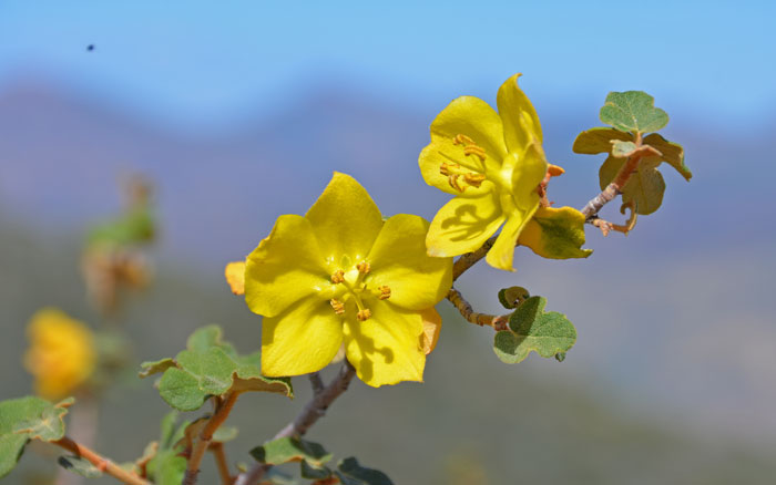 Fremontodendron californicum, California Flannelbush